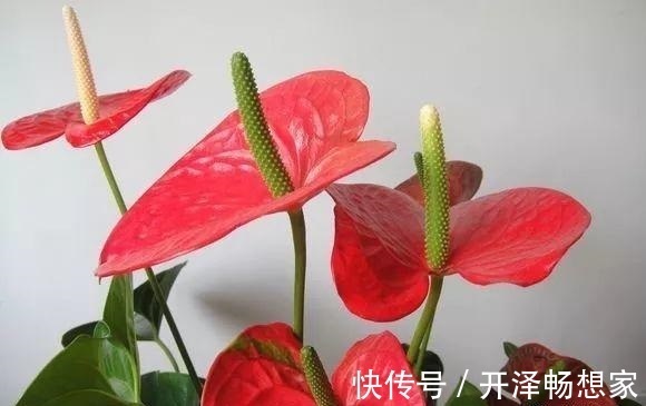 秋天养红掌，老花匠教你3个字，一朵花开3月，叶子油绿翠亮