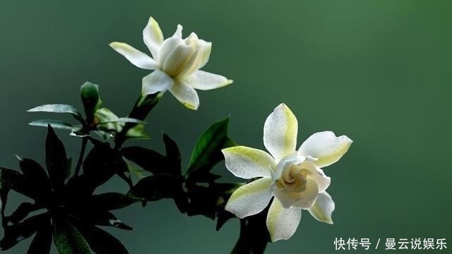 香花|家里种上这5种香花,一年四季不出门都能闻到花香