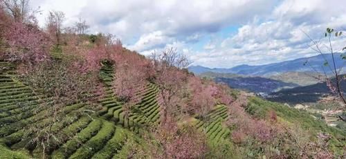 冬日樱花浪漫的无量山，竟然就是天龙八部中的神秘之境