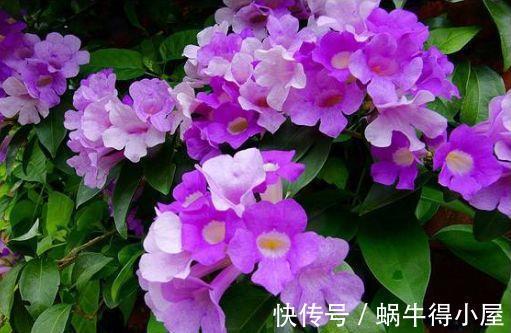 种植|大暑过后此款花种植简单,四季开花不断,净化空气