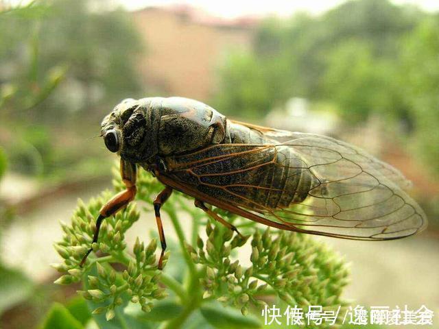 专家$齐白石就画了一只蝉,为啥会有人出上亿高价?专家:看清楚再说