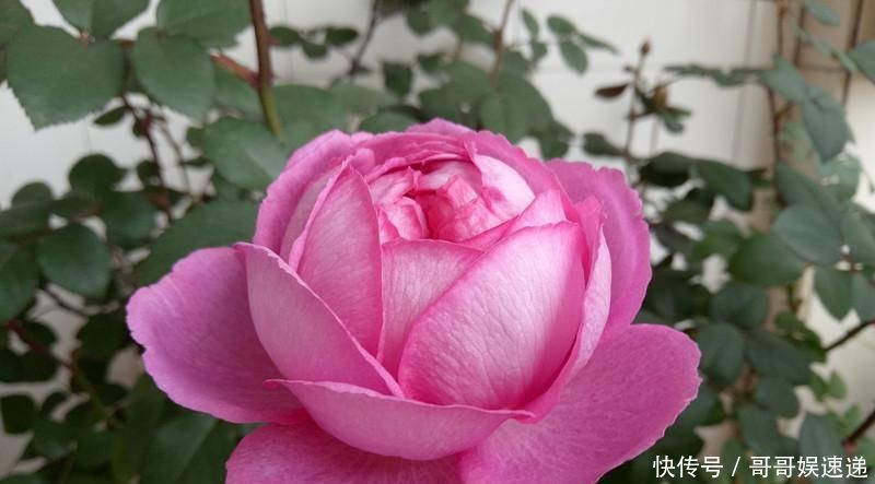 此盆栽花超级香,一花在室,满堂皆香,观赏价值高,四季有花开