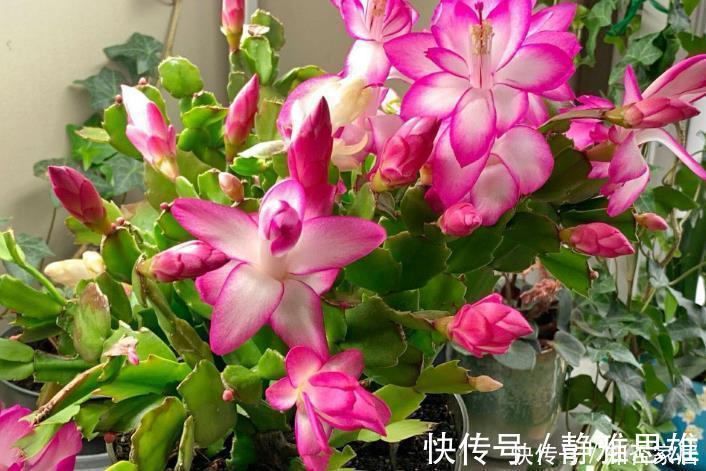 花友会|蟹爪兰2次开花数量少?花后5步不能少,做好轻松开爆盆!