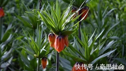 沙藏|农村一种野草,专家说可清热润肺,以前不被重视现在一斤80元