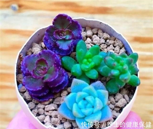 多肉花盆年年买不如换成这种,省钱又实用!多肉花盆年年买不如换成这种,省钱又实用!