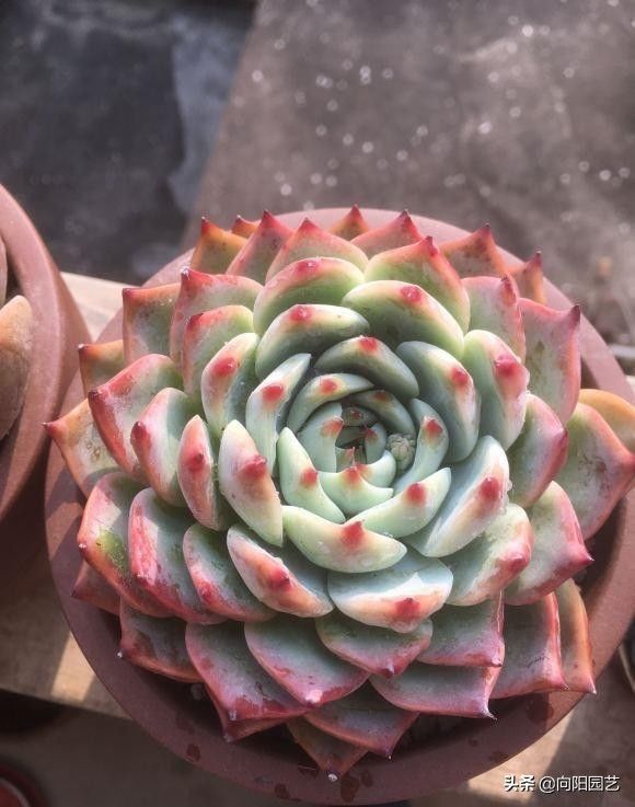 淡雪|最受欢迎的10大多肉品种，颜值很高，深受花友喜欢，你养了吗