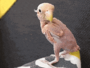 |搞笑GIF段子:拥有20年编程经验的15岁程序员