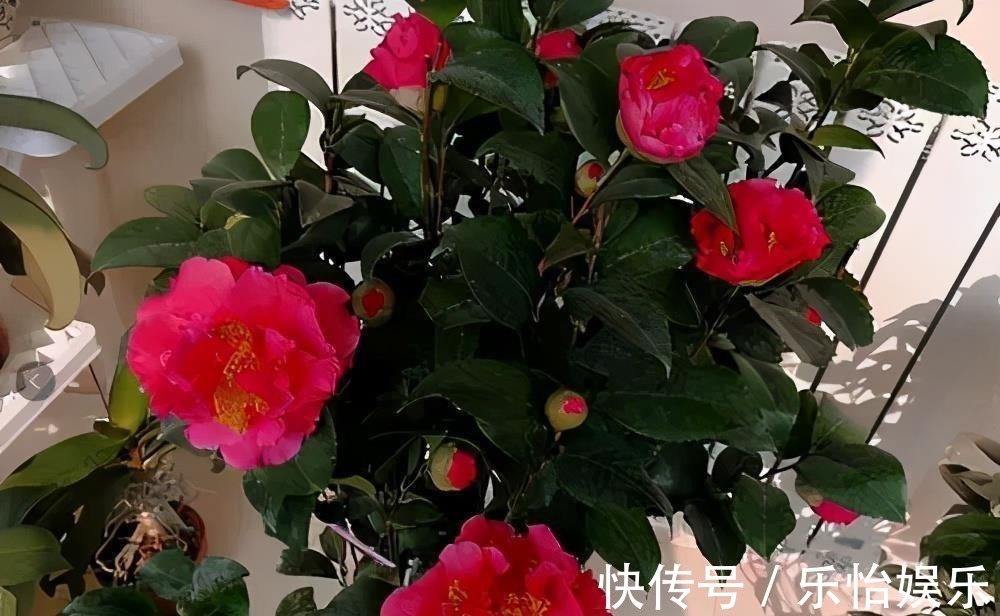 月季花丢了吧!此花耐旱耐寒,比牡丹还美,比绿萝好养,花香四溢