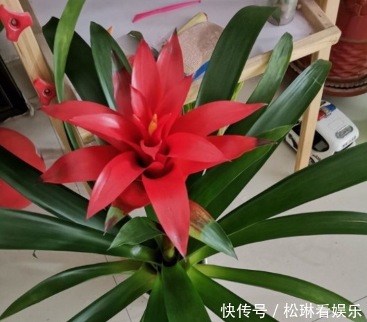 盆栽|日子想要过红火,“3种花”一定要养,新年进门见喜,鱼跃龙门