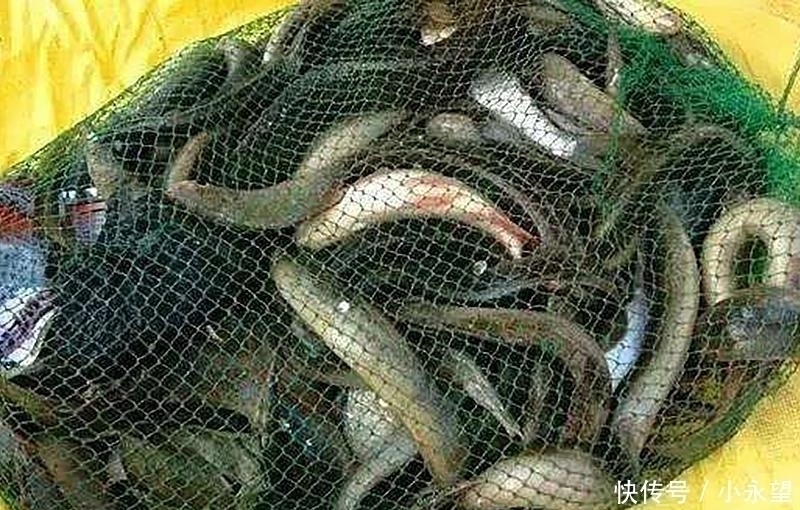 它长得像一把刺刀,以前钓到直接扔了,现在成了稀罕货100元一斤