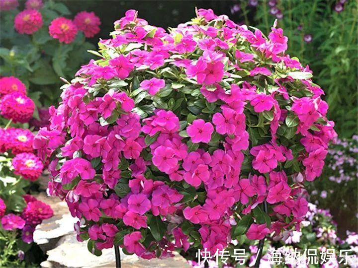 枝条|急性子养的6种花,长的快、爆花多,1盆能开大半年!