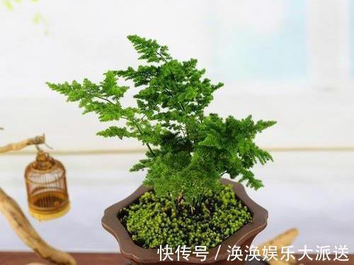 观赏性|文竹的孪生兄弟“云竹”，这样区别养护，别受骗了