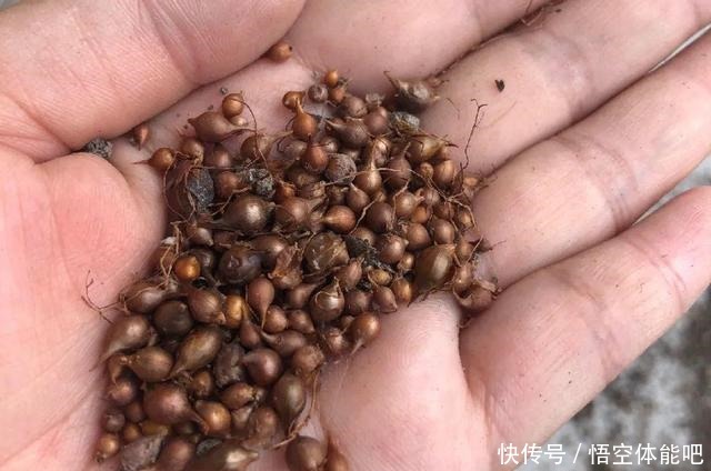 花一变这样,就是休眠了,赶紧换个地方养!花一变这样,就是休眠了,赶紧换个地方养!