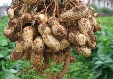 长在土里的4大宝贝,第2被誉为植物肉,第3农村娃才喊得出名儿