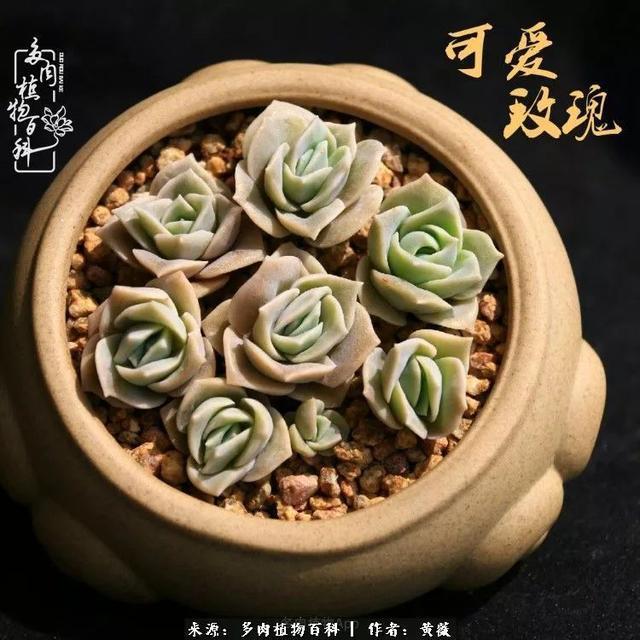 养了三年多肉，终于明白佛系养肉才是王道！