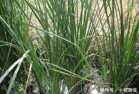 美味|农村见到此物别放过,不仅是天然止血剂,根部还是不可多得的美味