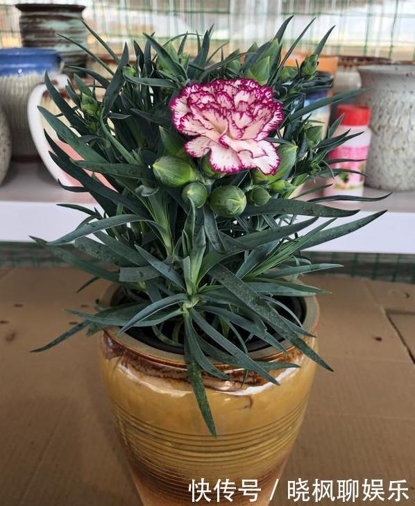 入药|家里阳台上多养几盆康乃馨，可送母亲、可入药，盆栽需谨记4点