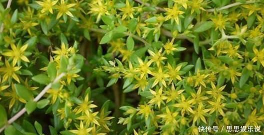 蹭蹭|喜欢生长在溪边的它,移栽回家当盆景,注重5点蹭蹭长爆盆