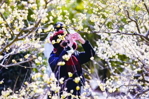 中薪|青年报:梅香来，春意动