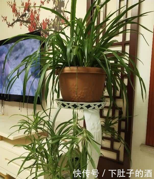 养好吊兰,有3招,叶子又多又大又绿,还有小吊兰