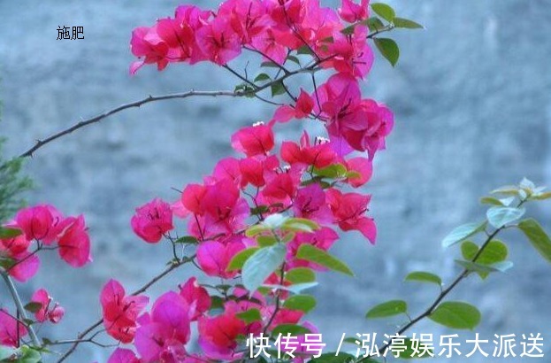 施肥|萌新三角梅夏季该如何养护三角梅夏季的养殖方法和注意事项