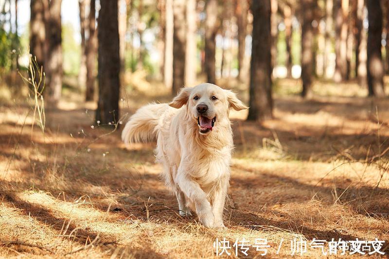 运势|属相狗，9月运势大好，事业上有贵人相助，能得到更多财富