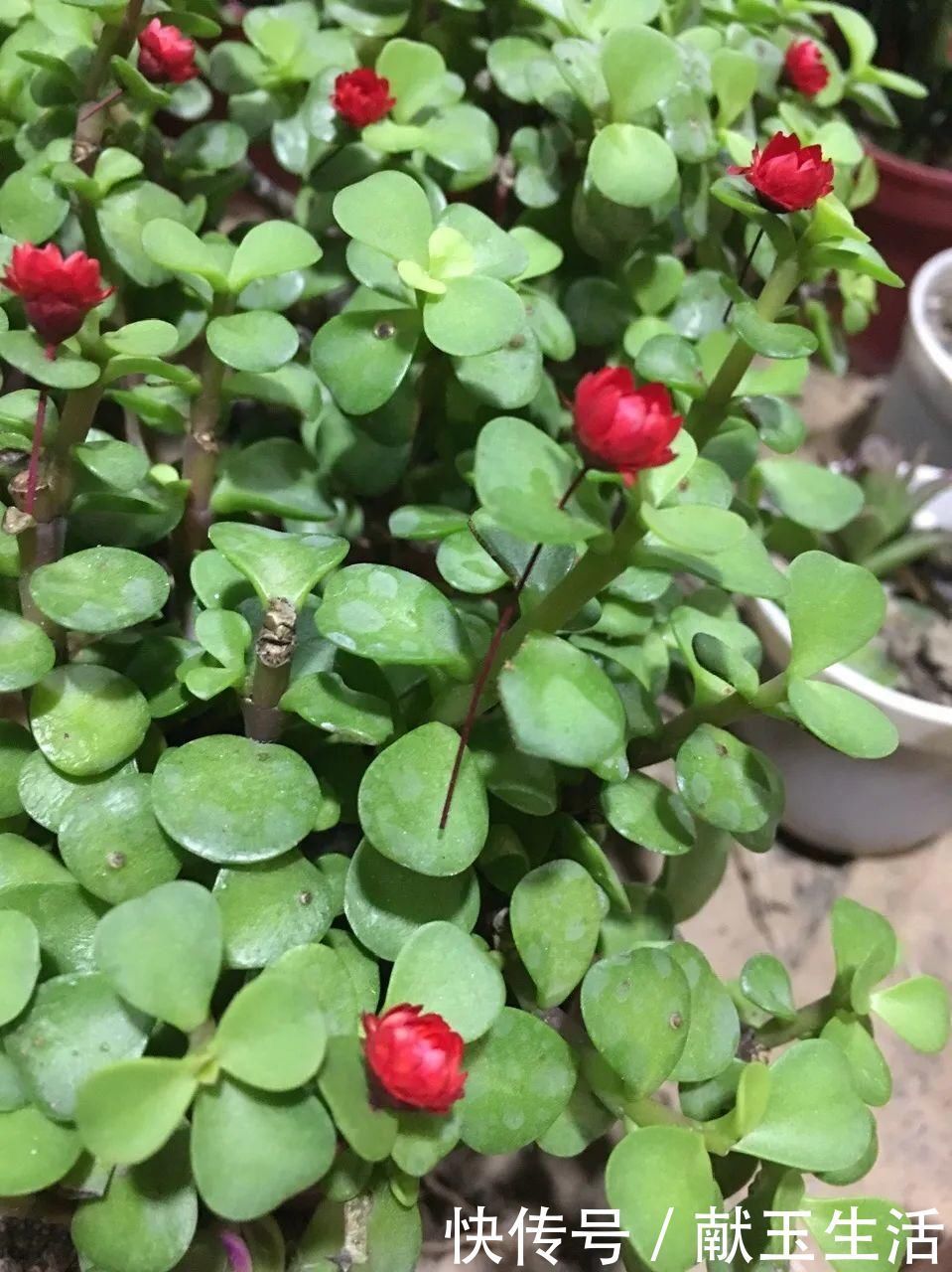 氮钾|金枝玉叶开花了,真花长这样,很多人没见过