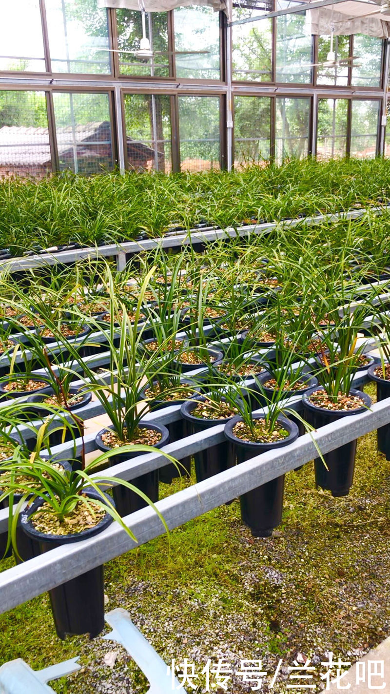 兰友|业余养兰中的用光误区，2方面去扭正，清楚兰花对光的需求