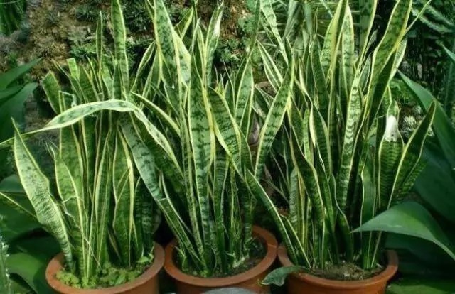 浇水|虎皮兰长得慢，只要做到1点，窜芽20个，叶片蹭蹭长，又多又茂盛