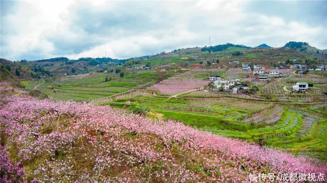 龙泉山第一波春花，来赏