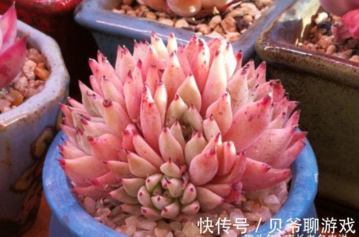 肉友|爪系多肉啥品种养的人最多?当然是绿爪!别说你没养,骗人可不好