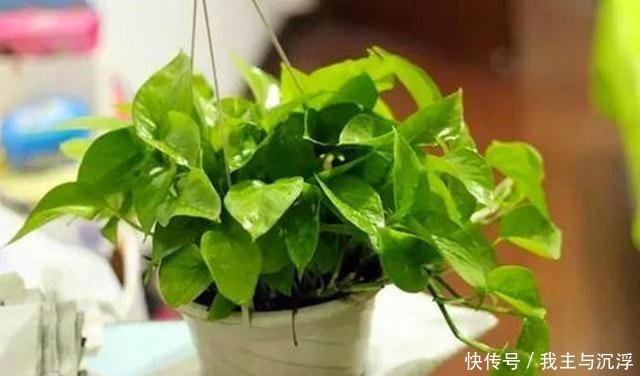 给绿萝来一片小药片,绿萝像吃了生长素,叶片光润颜值高!