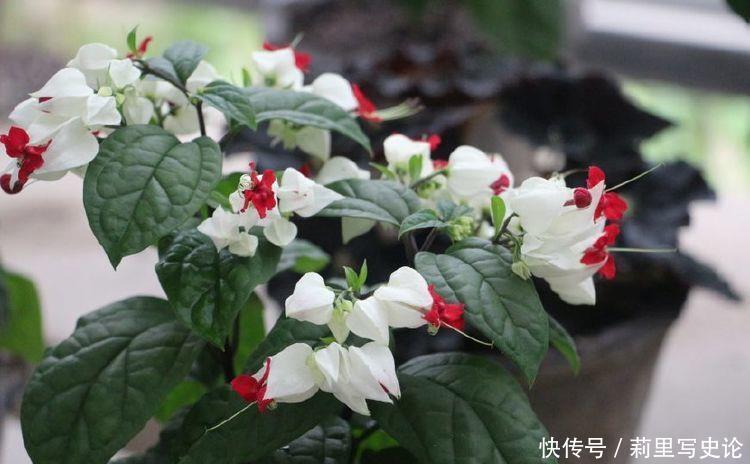  养爆|养花就选4种花，不怕热、不怕冷，开花漂亮花期长，轻松养爆盆！