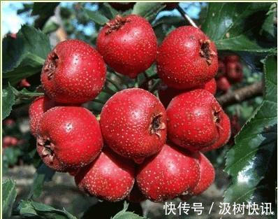 碱性物|女性过40以后,化妆品少用,多吃此种天然碱性物,皮肤又白又嫩