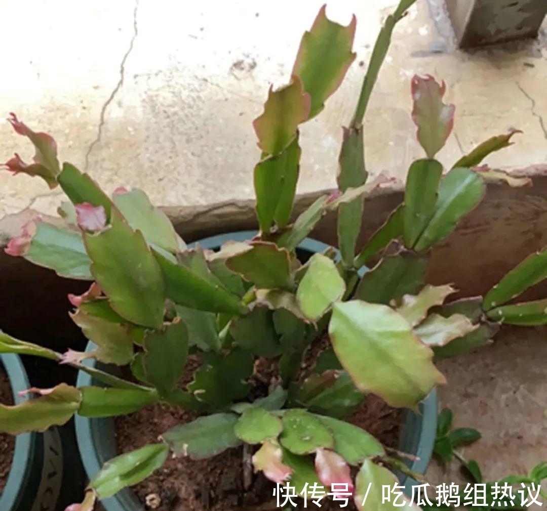 种花|9种花，夏天休眠了，一定少浇水，否则越浇越死