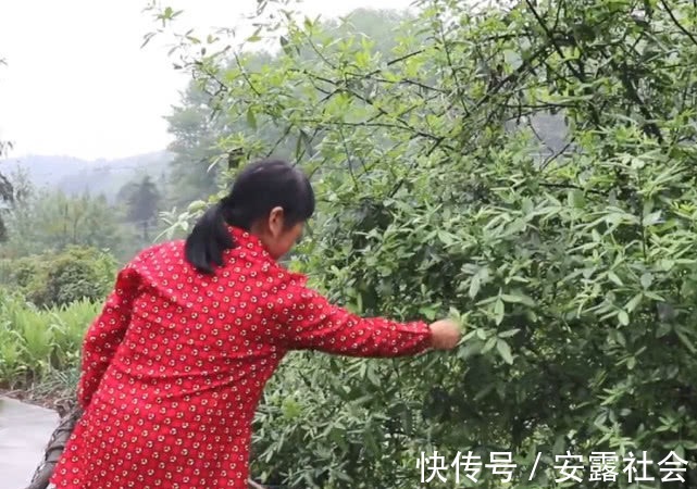 脘腹冷痛|一种自带香味的叶子,农村大妈摘来油炸,吃着味道比花椒还香