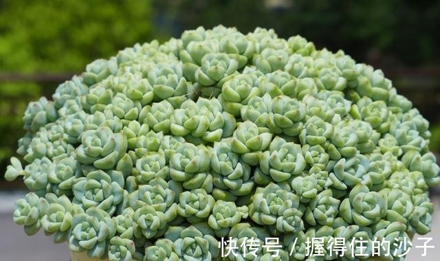 养护|12款多肉天生就爱凑热闹,爆盆群生是强项,花友:养起来真过瘾