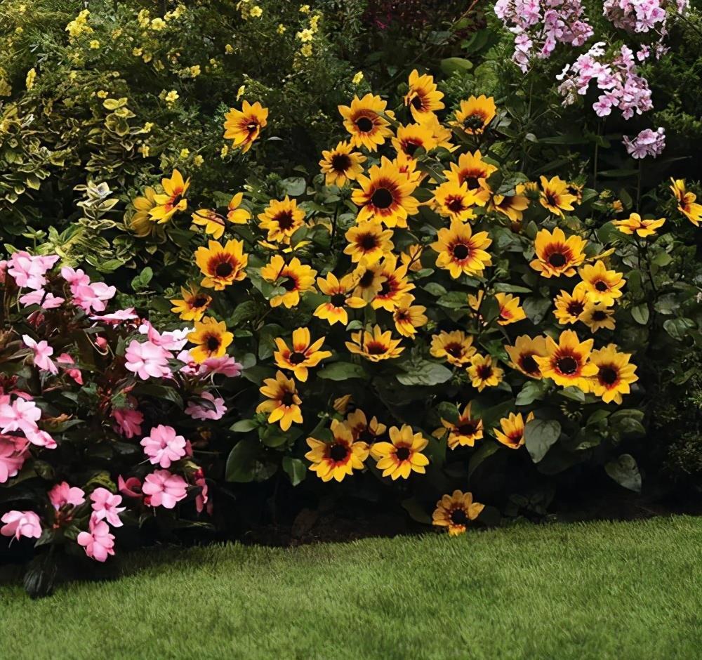 播种|7种“速生花”,现在丢土里,30天就长大,花香扑鼻真泼辣