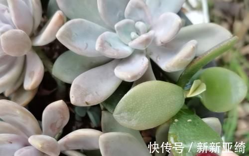 冻死|温度到零下多肉就会冻死？不一定，影响它们耐冻程度的因素可多了