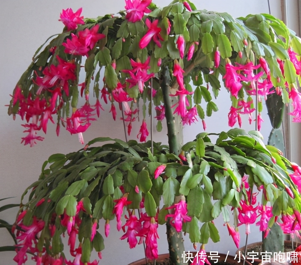 冬天最容易养的六种花,现在正开花,花大又艳,邻居串门直夸好看