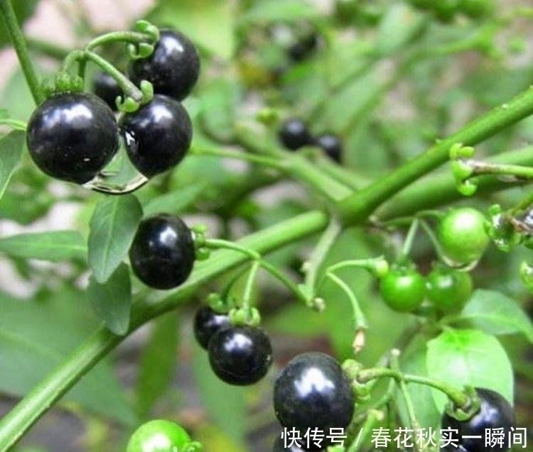 适应能力|1种长在路边的“杂草”,叶可吃、果可吃全身是宝,价值珍贵