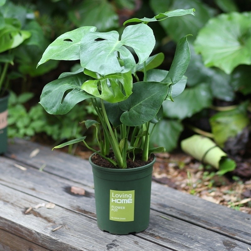 珍珠吊兰|提醒大家回老家瞅见这植物,必定多挖几株,养在卧室,健康无忧