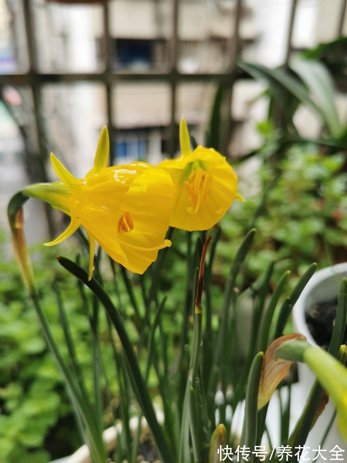 特难养的年宵花,看着是好看,买回家就是冤大头,很快就养死