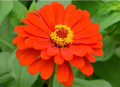 开花最勤快的几款花，天天开花，养护容易，是盆栽佳品