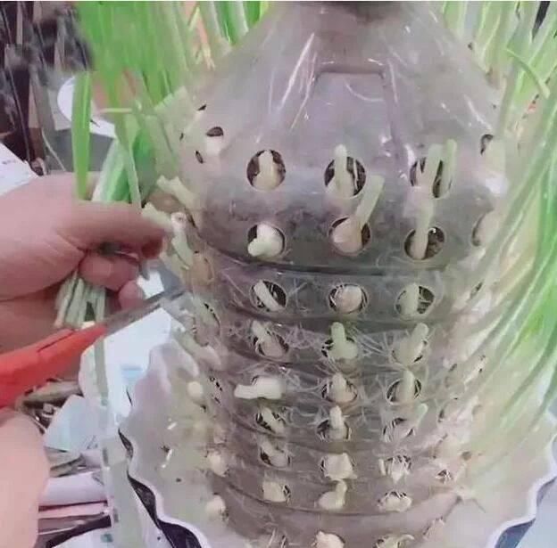 做芽苗菜|家里的塑料油桶别扔,有3个“妙用”,种菜效率高,扦插生根快