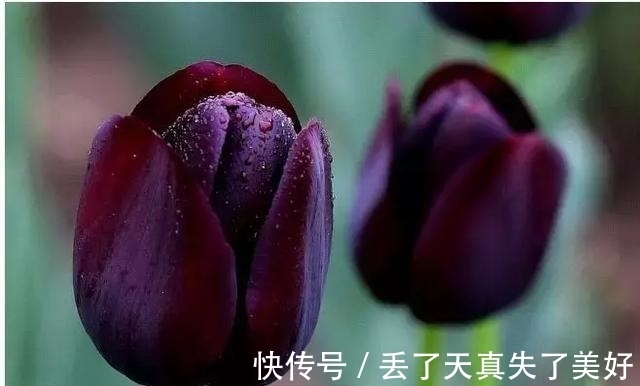 6款黑色鲜花!养过一种就是大神!