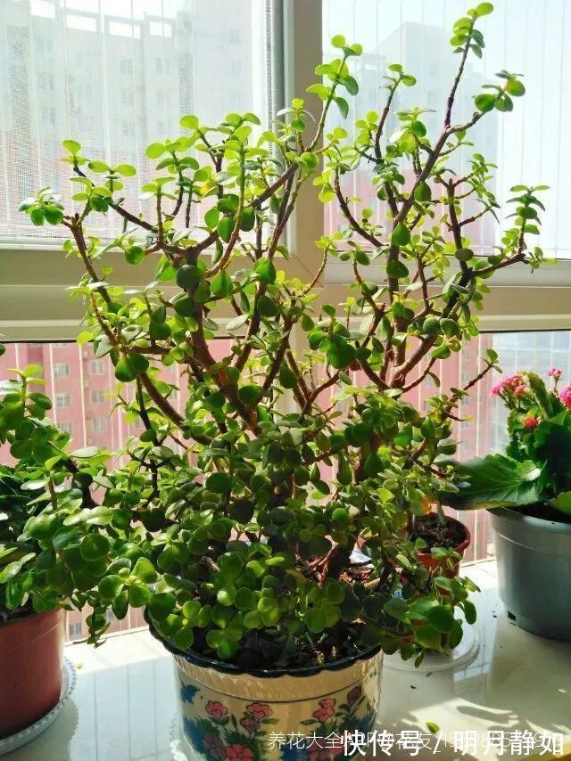 11月,千万别买这种花,养不活惹一肚子气