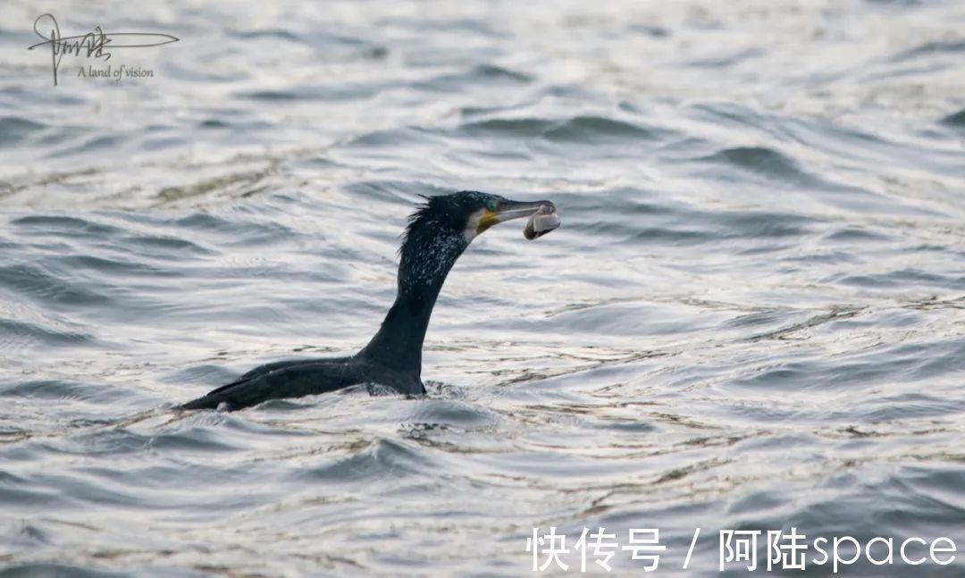 草棚子|西湖银鸥群不知从什么时候起已经消失不见，或许只是换了根据地？