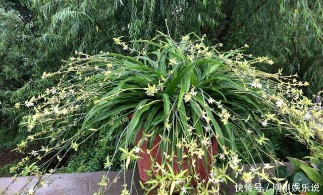 吊兰|吊兰养出新花样,垂藤多如麻,如天女散花,还能养成独杆老桩子