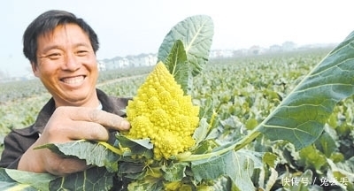 农村|农村一种蔬菜，形如花朵，一个重一斤多，女性朋友要多吃